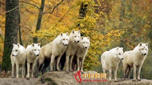 ��ƥ��Ʒ��