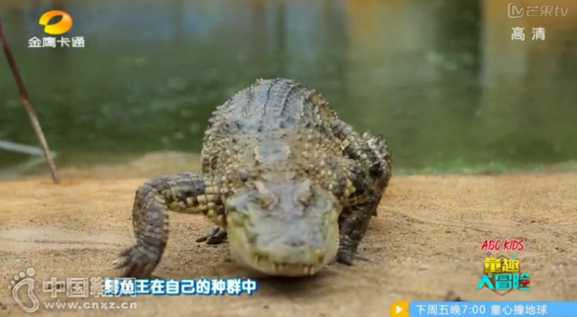 ABC KIDSͯЬ��ͯȤ��ð�ա��´����㵺